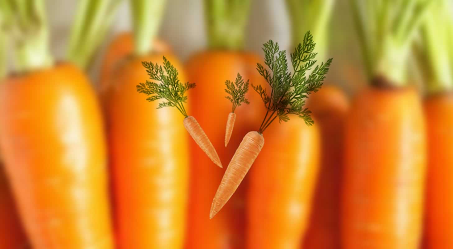 Morot vin: 4 recept hemma