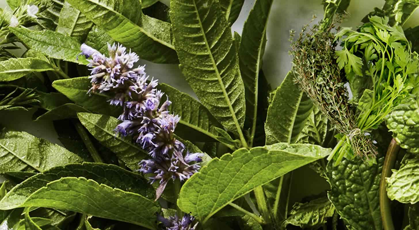 Moonshine: 6 växtbaserade recept
