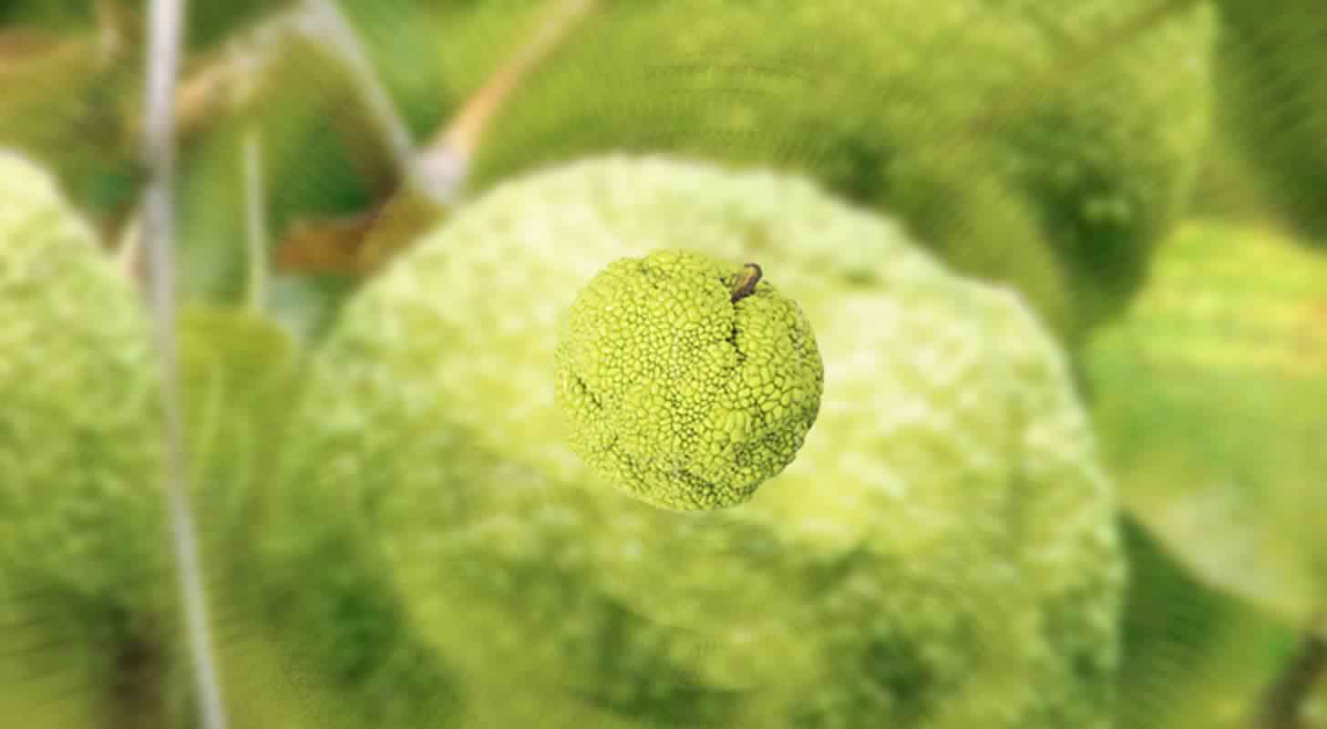 Ādama ābolu tinktūra: Ābolu āboliņš: 3 receptes mājās