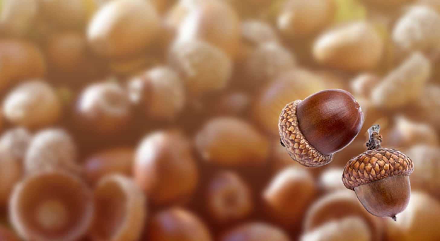 Tinkturer av ekollon: 6 recept för hemmet