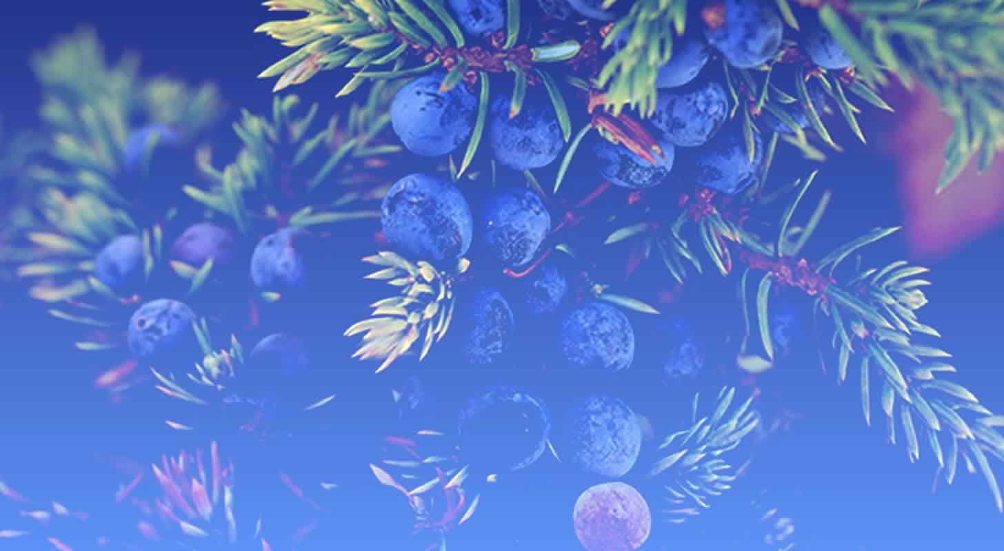 Enbär tinktur: 6 recept hemma