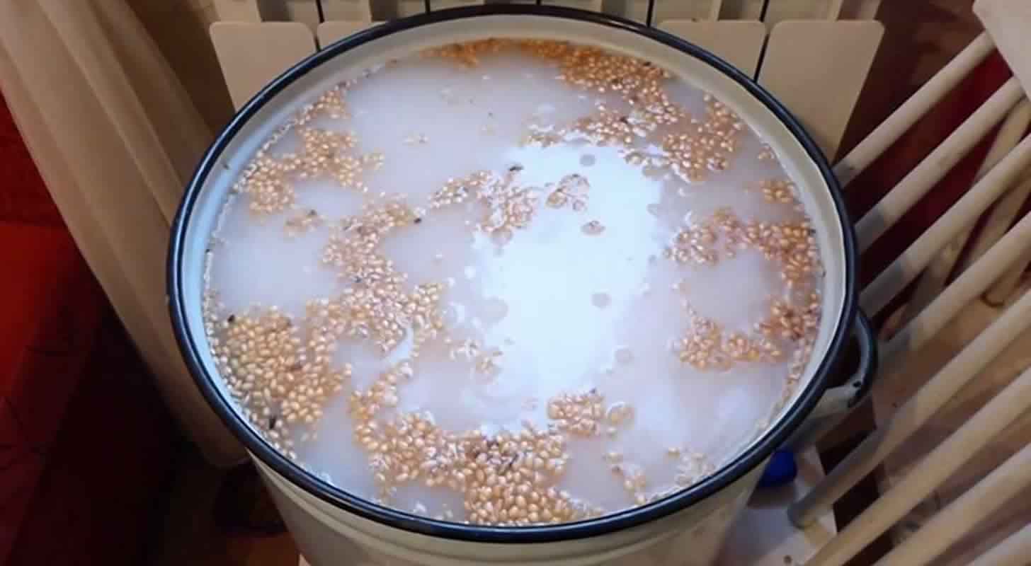 Bryggning på vete: 3 recept hemma