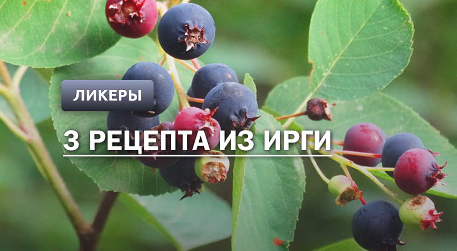 Ликер из ирги: 3 рецепта в домашних условиях