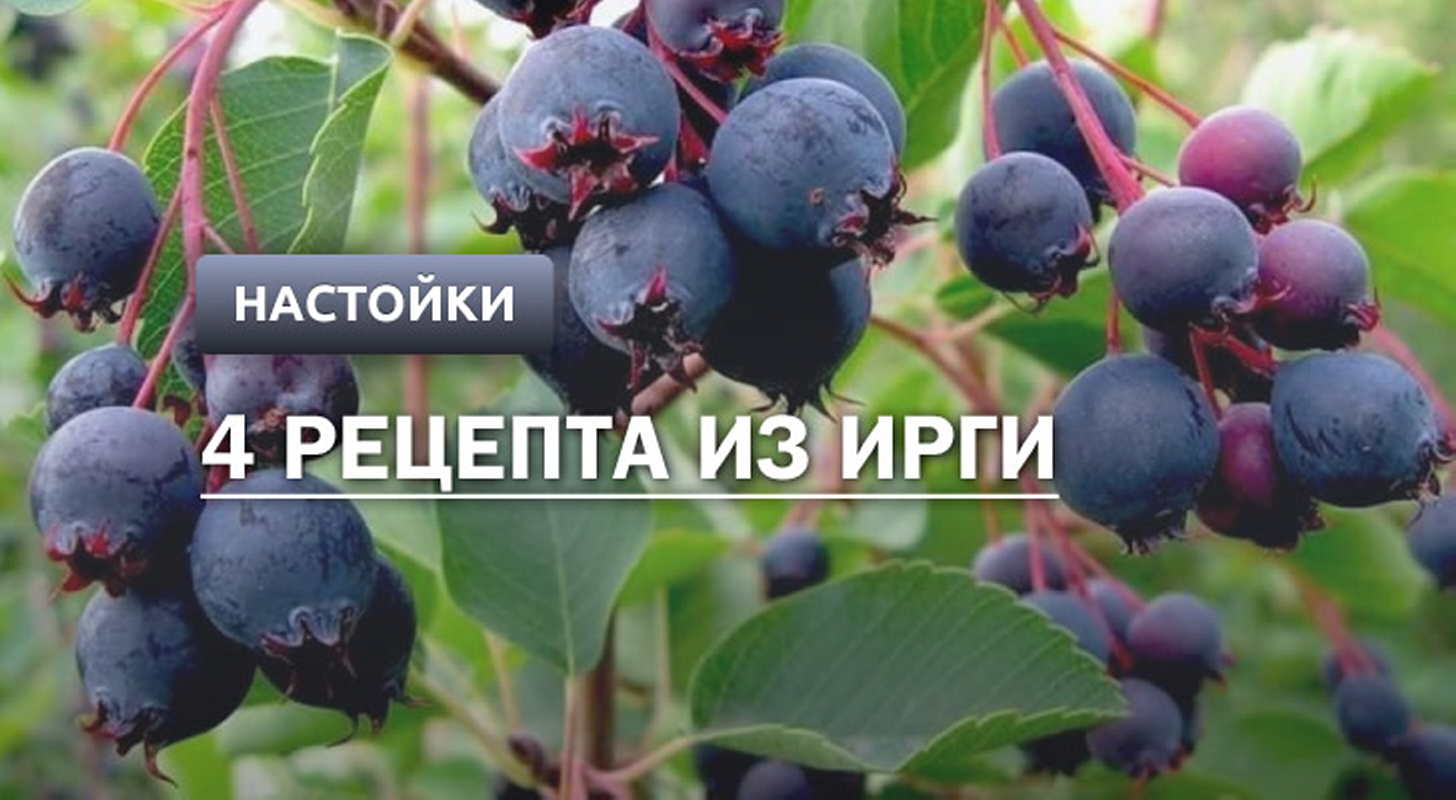 Настойка из ирги: 4 рецептов в домашних условиях