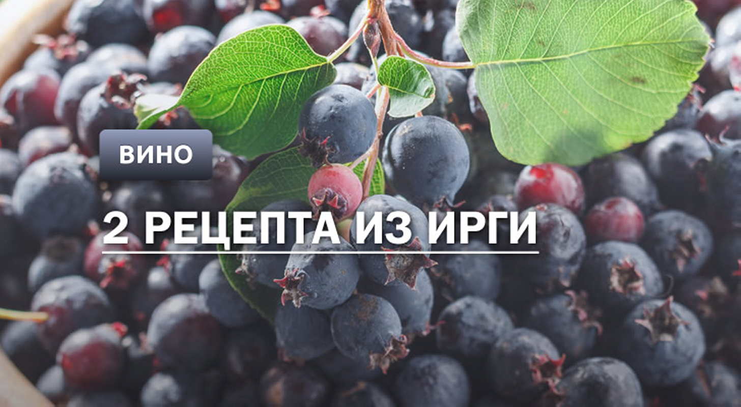 Вино из ирги: 2 рецепта в домашних условиях
