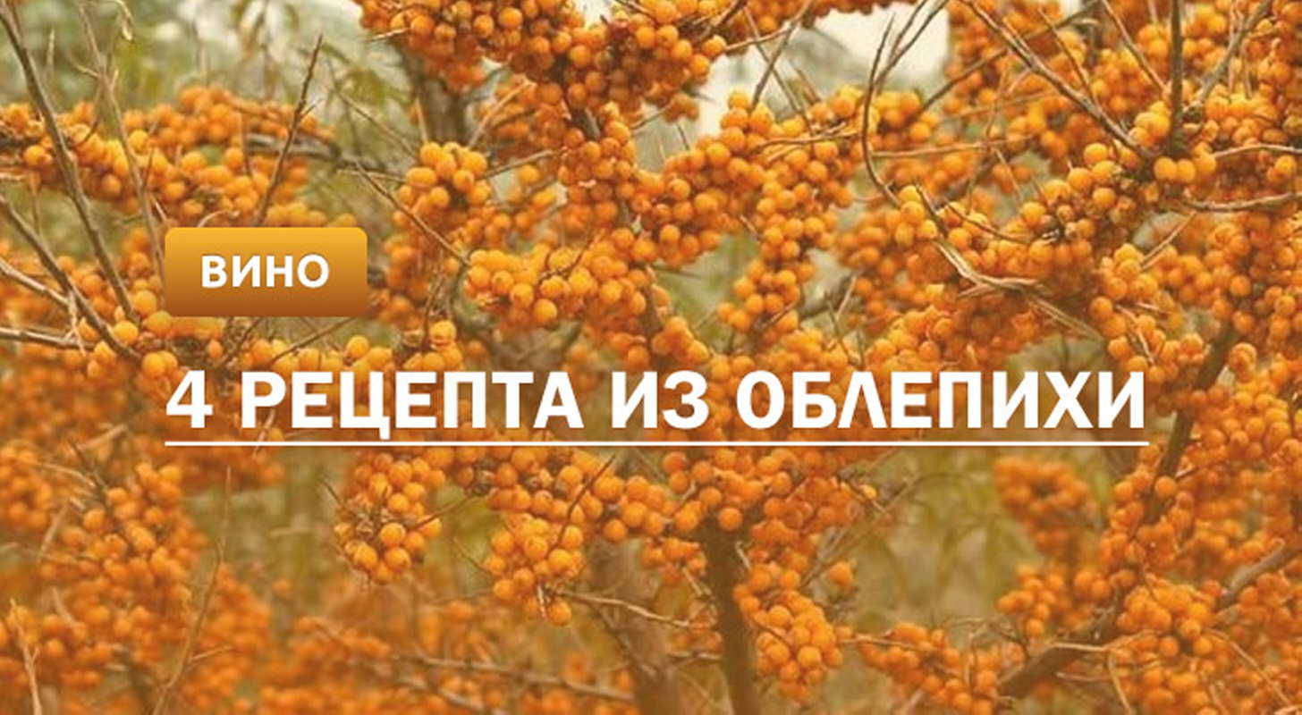 Вино из облепихи: 4 рецепта в домашних условиях