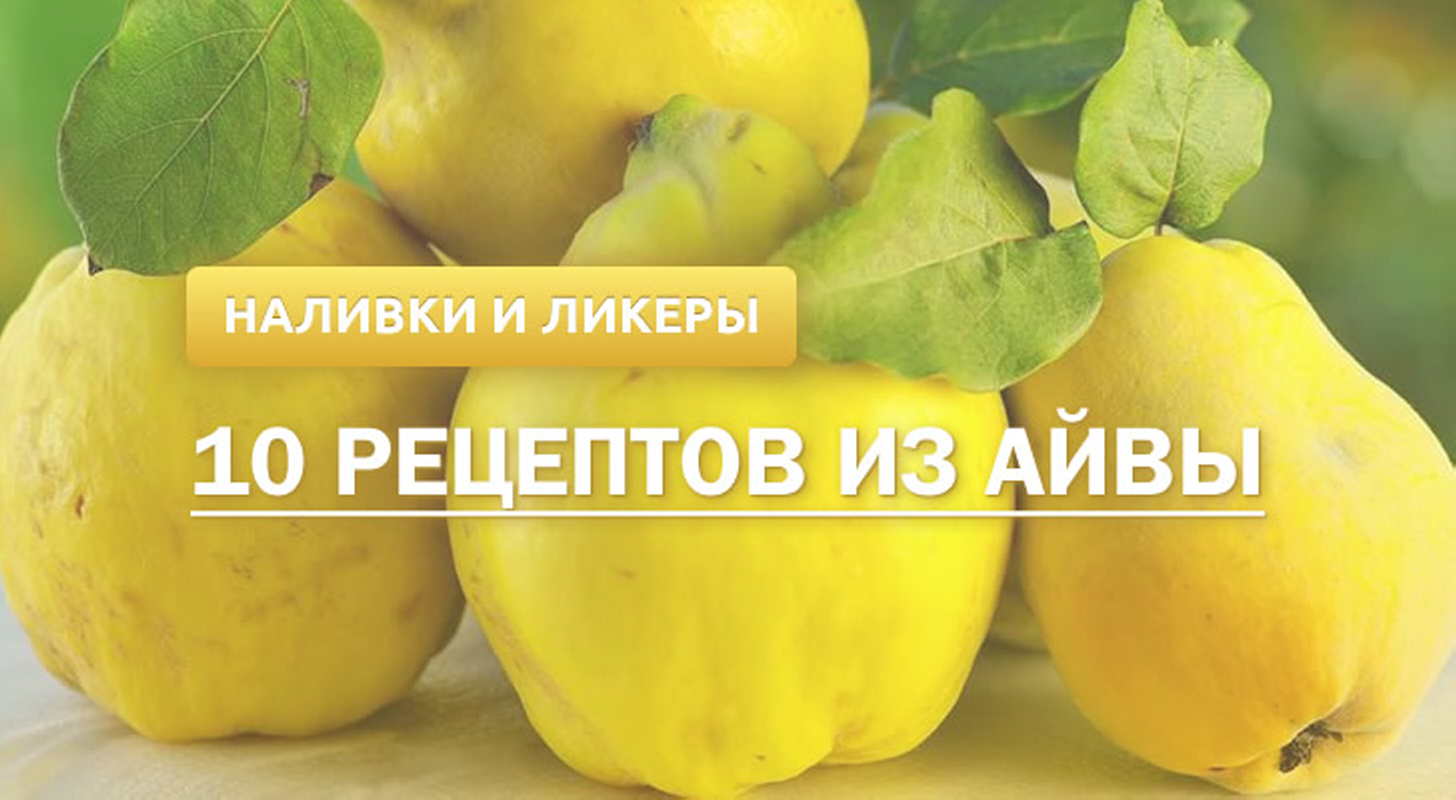 Наливка и ликер из айвы: 10 рецептов в домашних условиях
