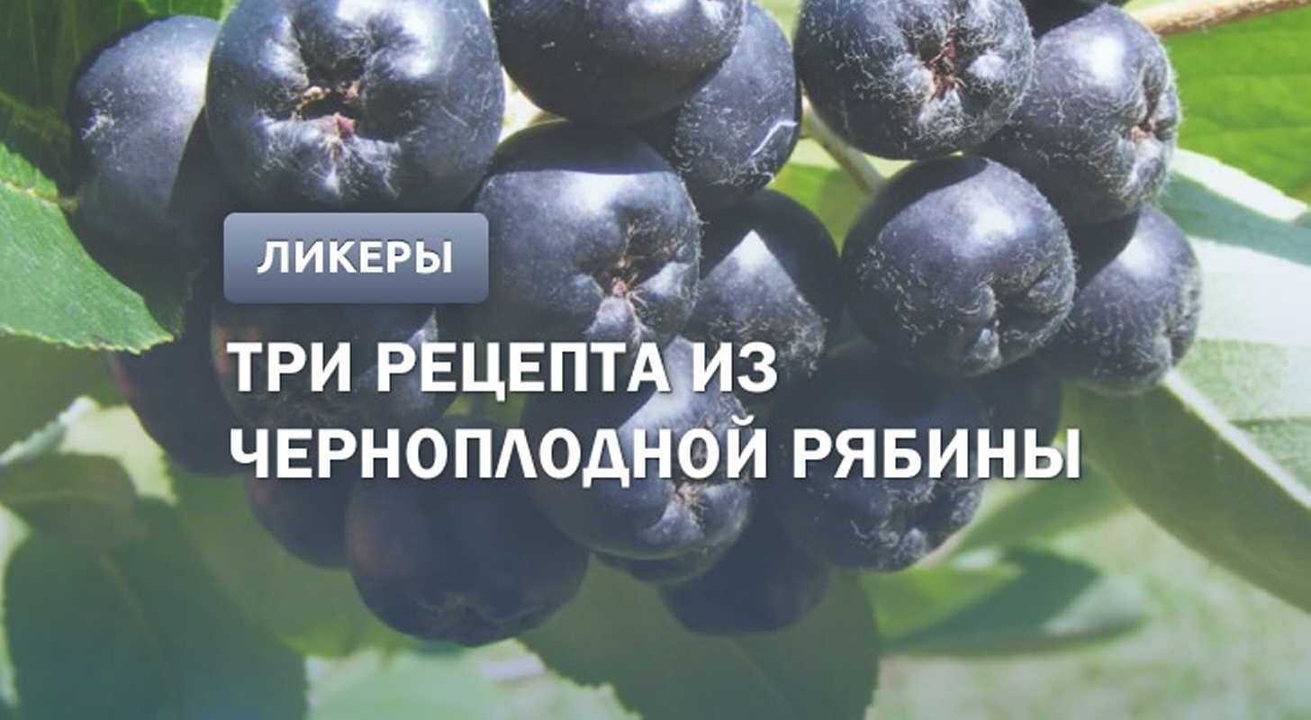 Ликер из черноплодной рябины: 3 рецепта в домашних условиях