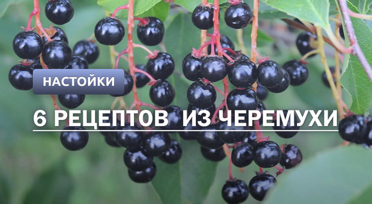 Настойка из черемухи: 6 рецептов в домашних условиях