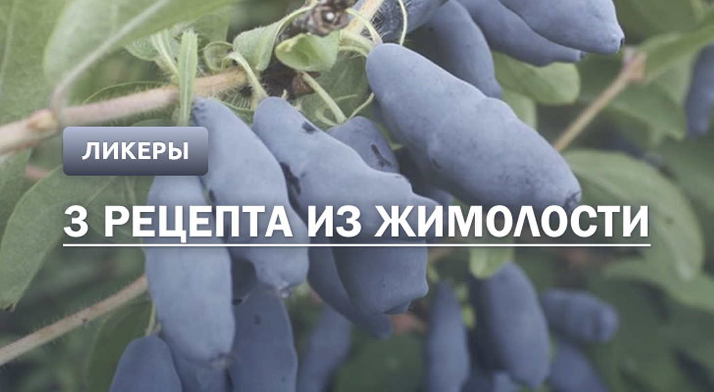 Ликер из жимолости: 3 рецепта в домашних условиях + нюансы приготовления