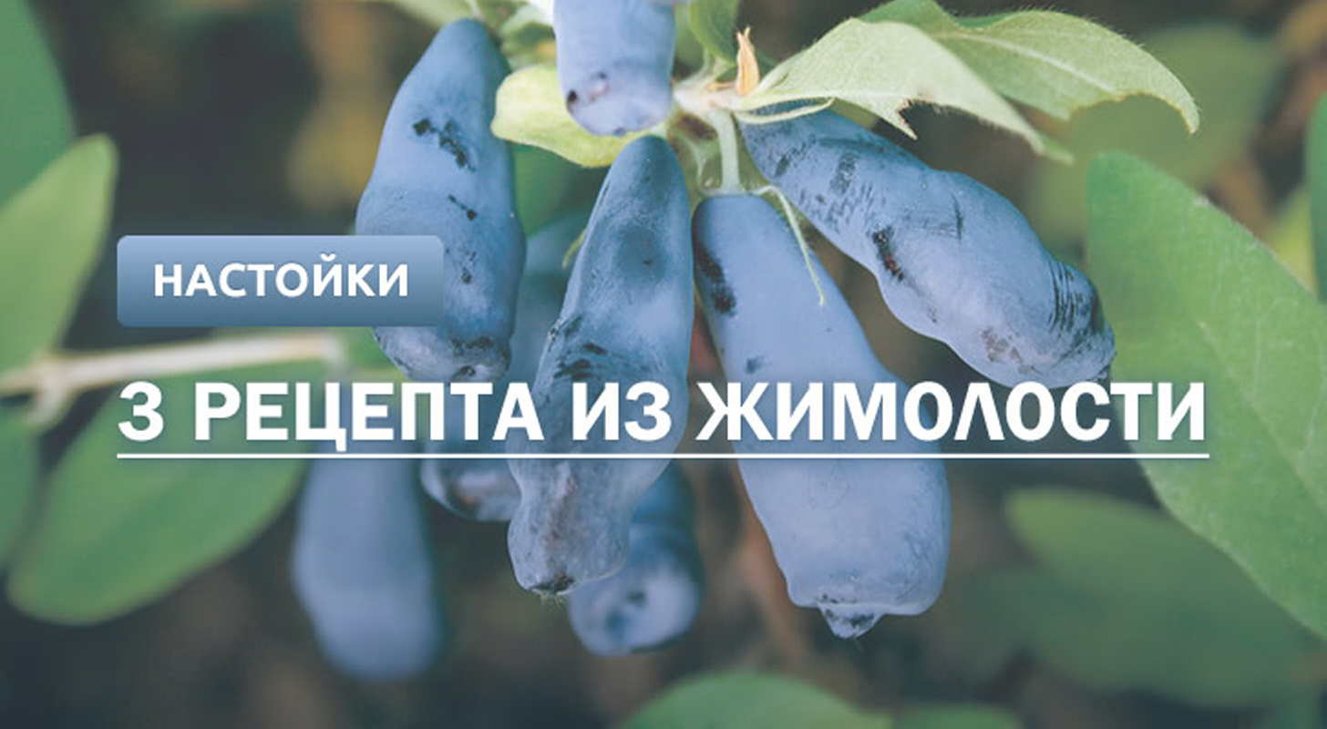 Настойка из жимолости: 3 рецепта в домашних условиях