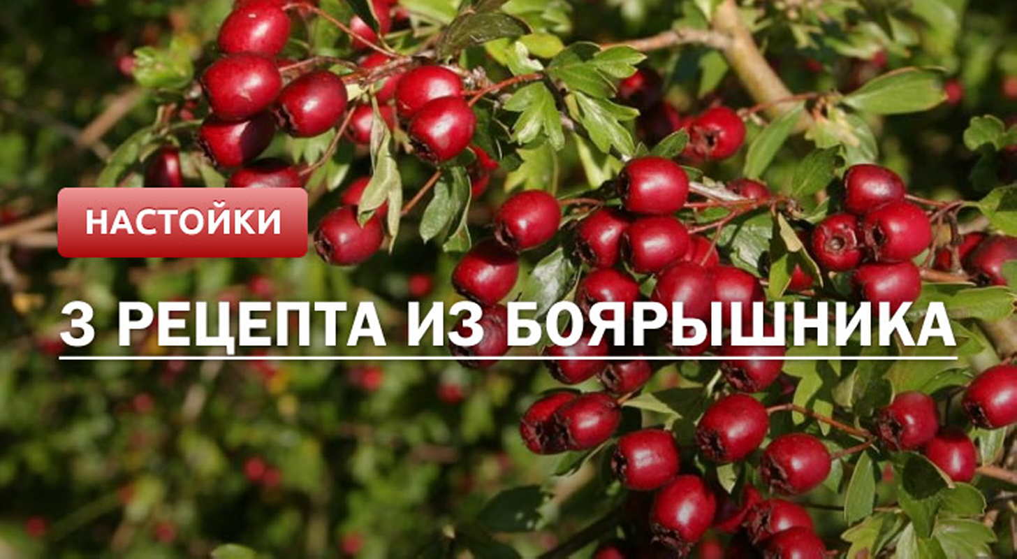 Настойка боярышника: 3 рецепта в домашних условиях