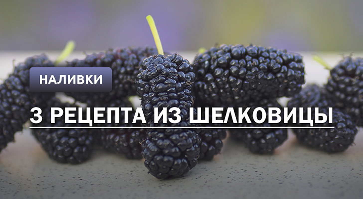 Наливка из шелковицы (тутовника): 3 рецепта в домашних условиях