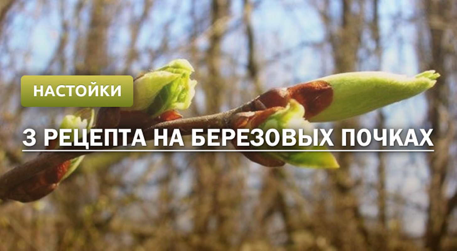 Настойка из березовых почек: 3 рецепта в домашних условиях