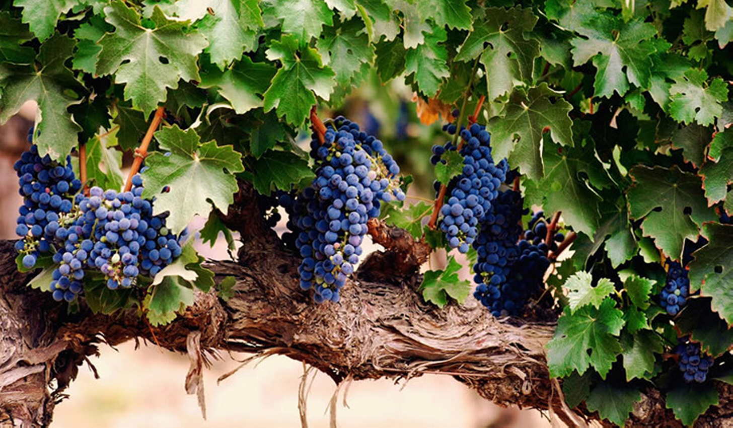 Saperavi-vin: en översikt över smak och typer