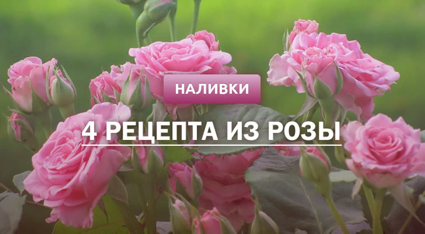 Наливка из розы: 4 рецепта в домашних условиях