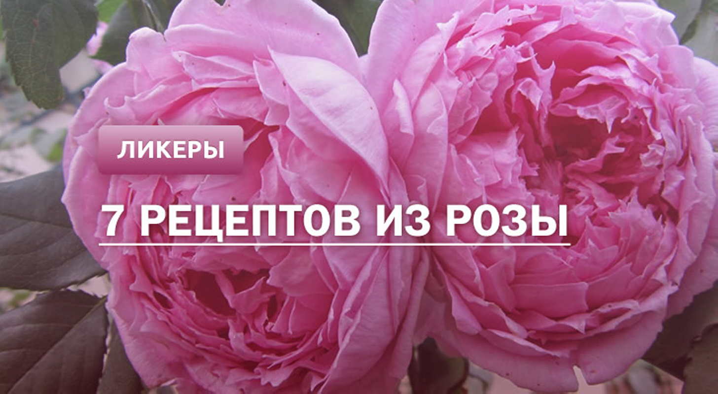 Ликер из розы: 7 рецептов в домашних условиях