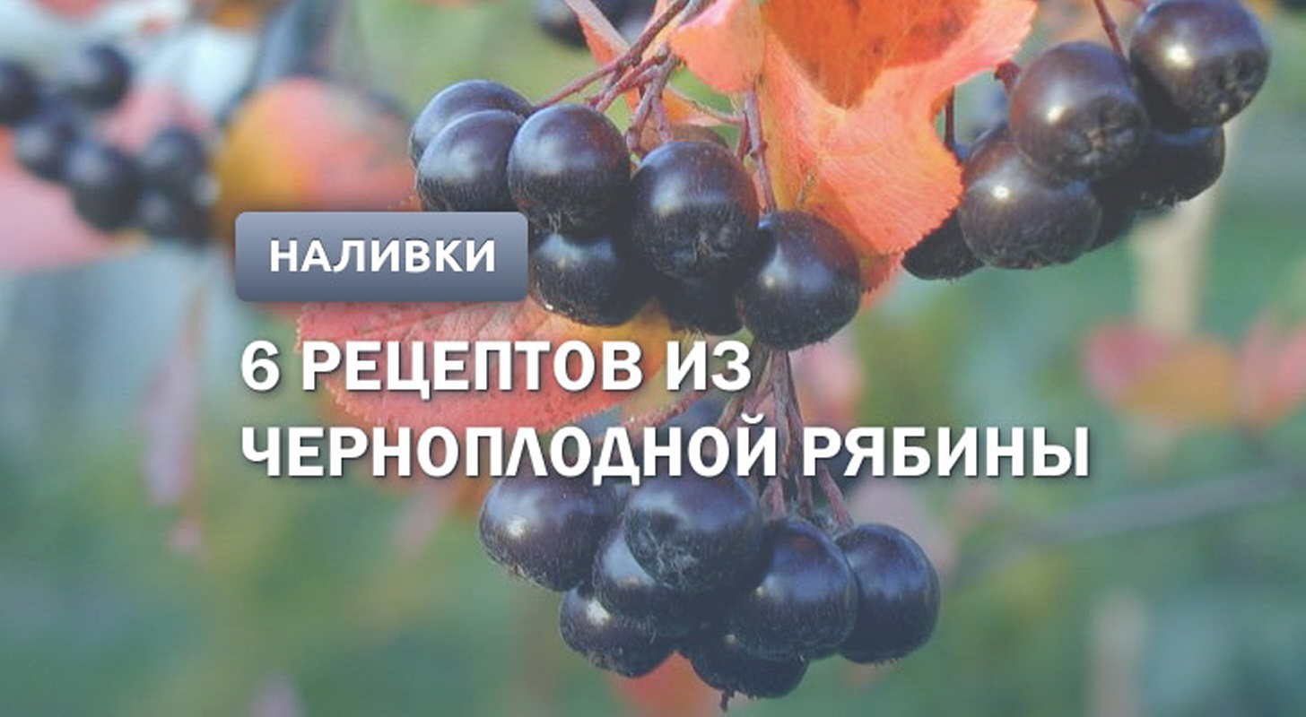Наливка из черноплодки: 6 рецептов в домашних условиях