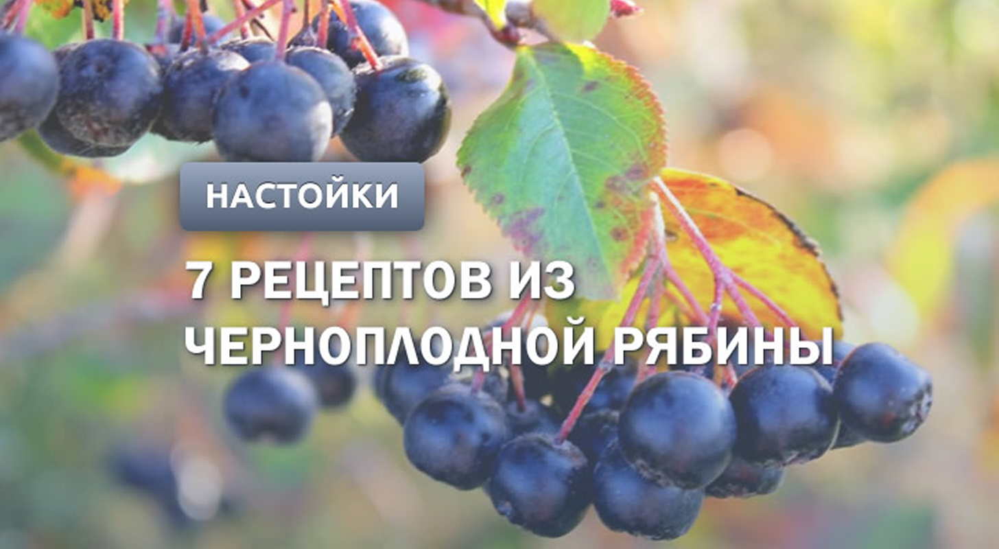 Настойка из черноплодной рябины: 7 рецептов в домашних условиях