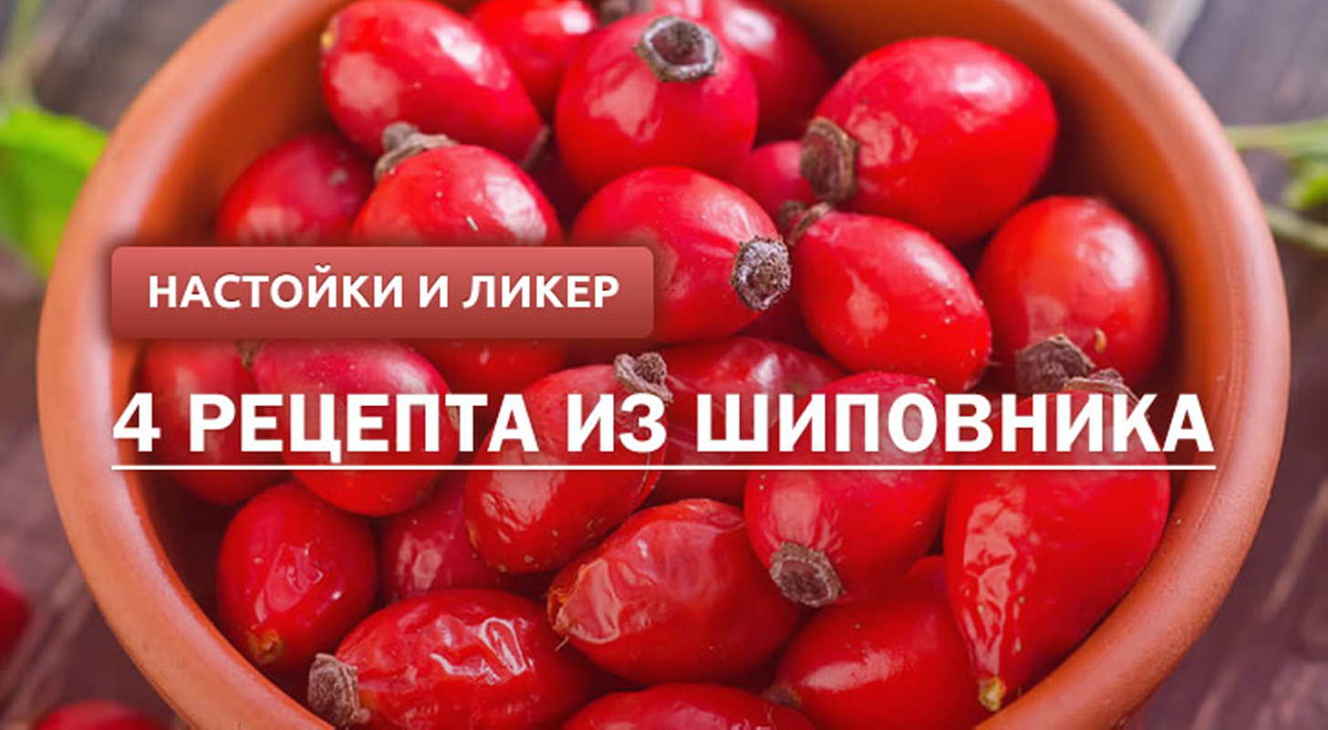 Настойка и ликер из шиповника: 4 рецепта в домашних условиях