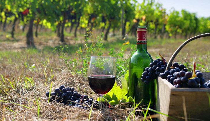 Kindzmarauli - vinogradi Saperavi