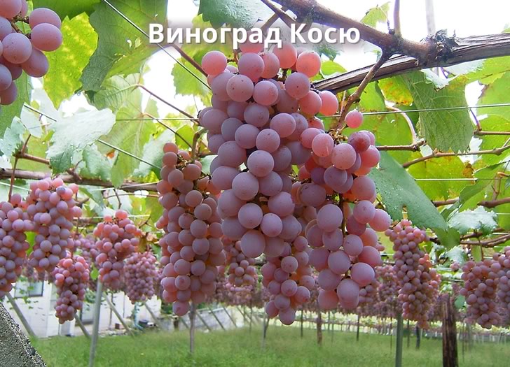 Σταφύλια Kosiu