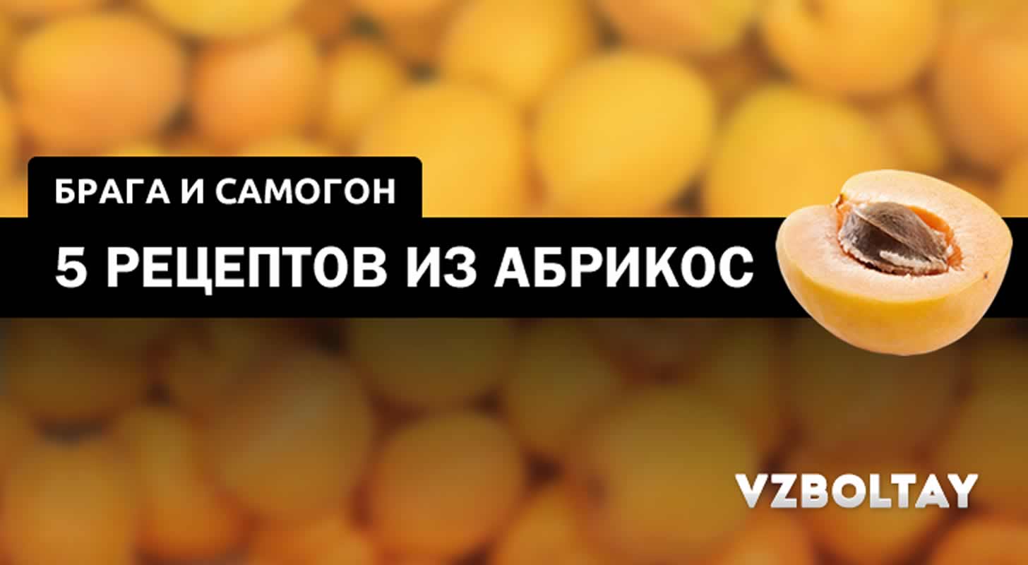 Брага и самогон из абрикосов: 5 рецептов в домашних условиях