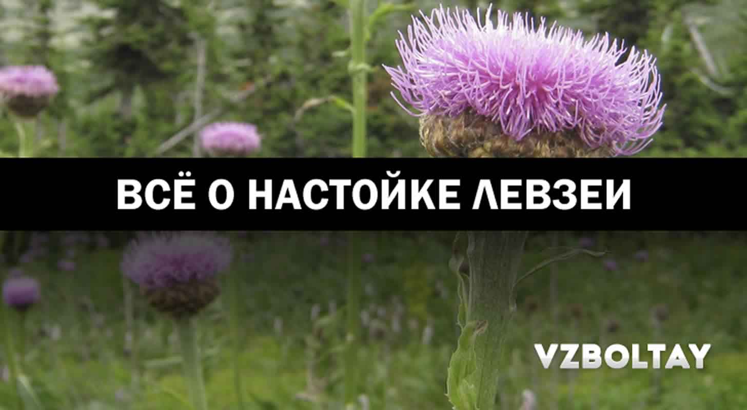 Настойка левзеи: что это и зачем нужен + рецепт настойки на водке