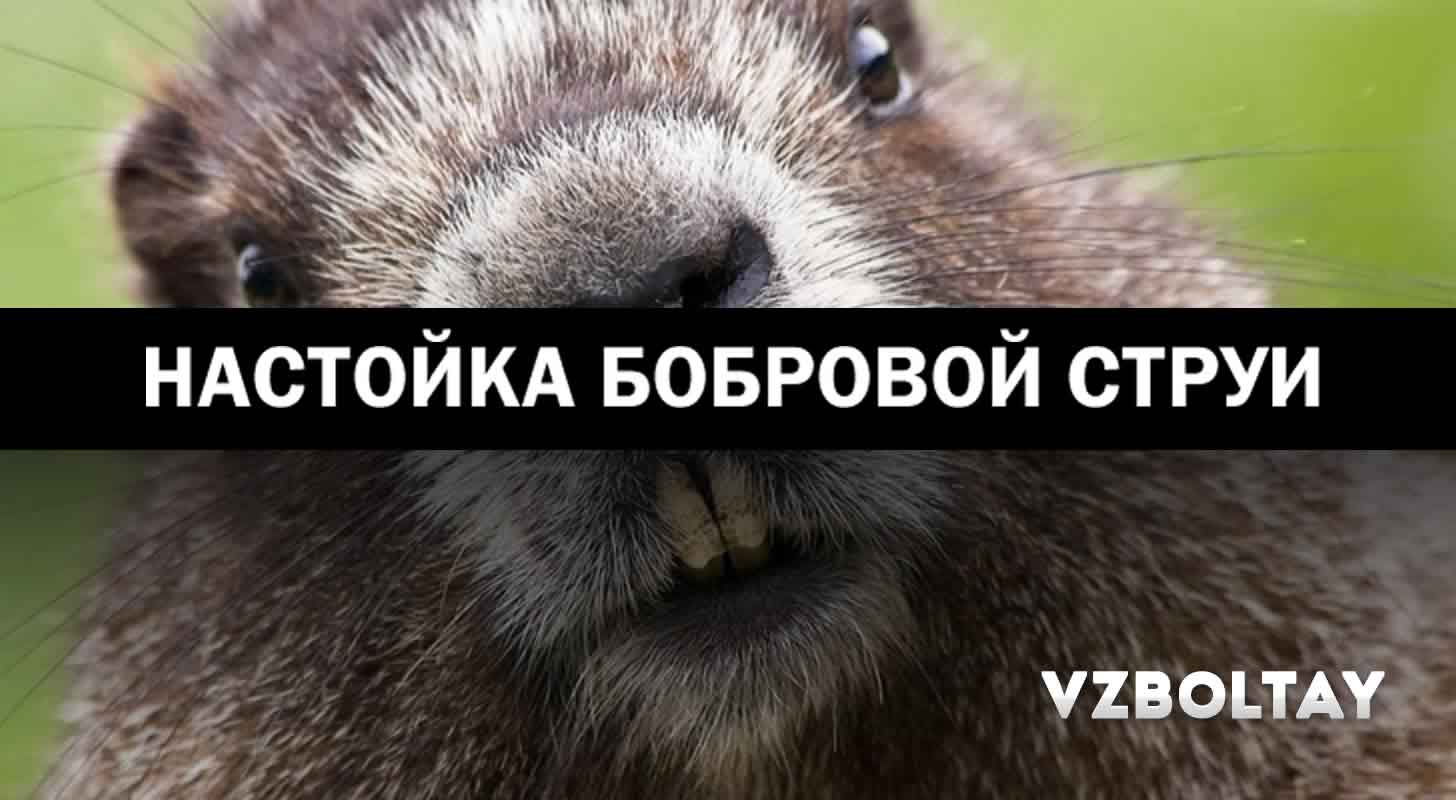 Настойка бобровой струи: целебные свойств, как пить + рецепт в домашних условиях