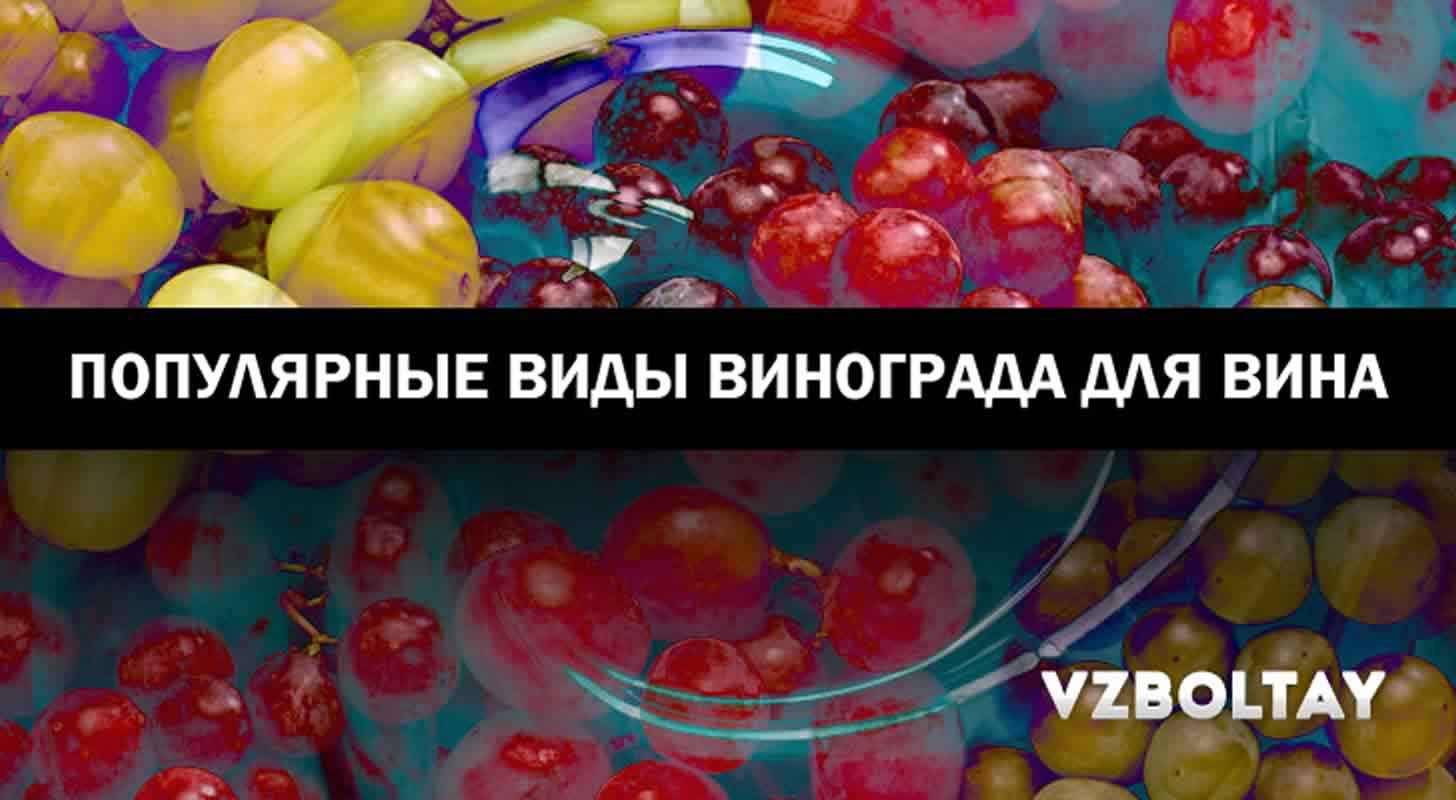 19 популярных сортов винограда для вина в России