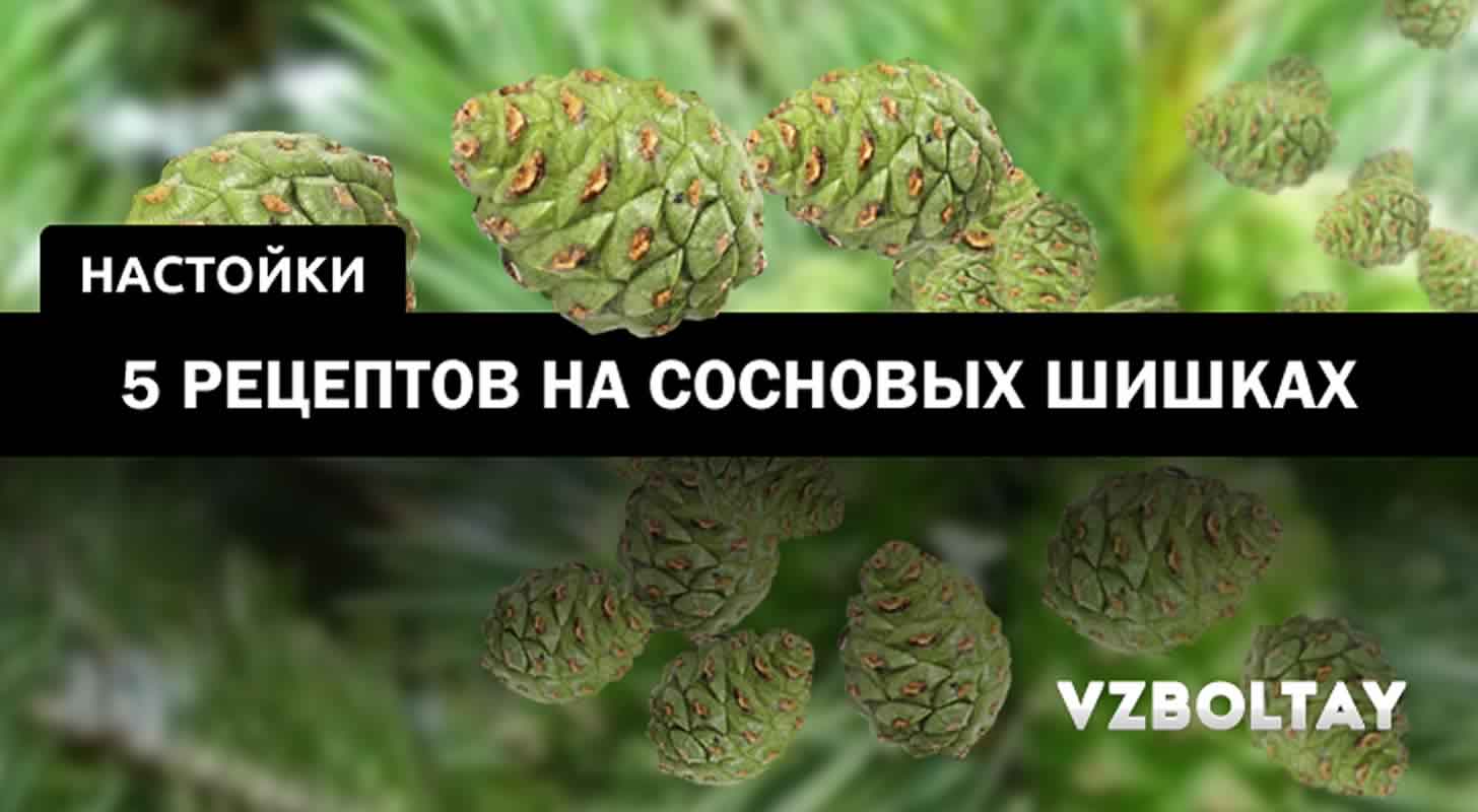 Настойка на сосновых шишках: 5 рецептов + свойства и применение