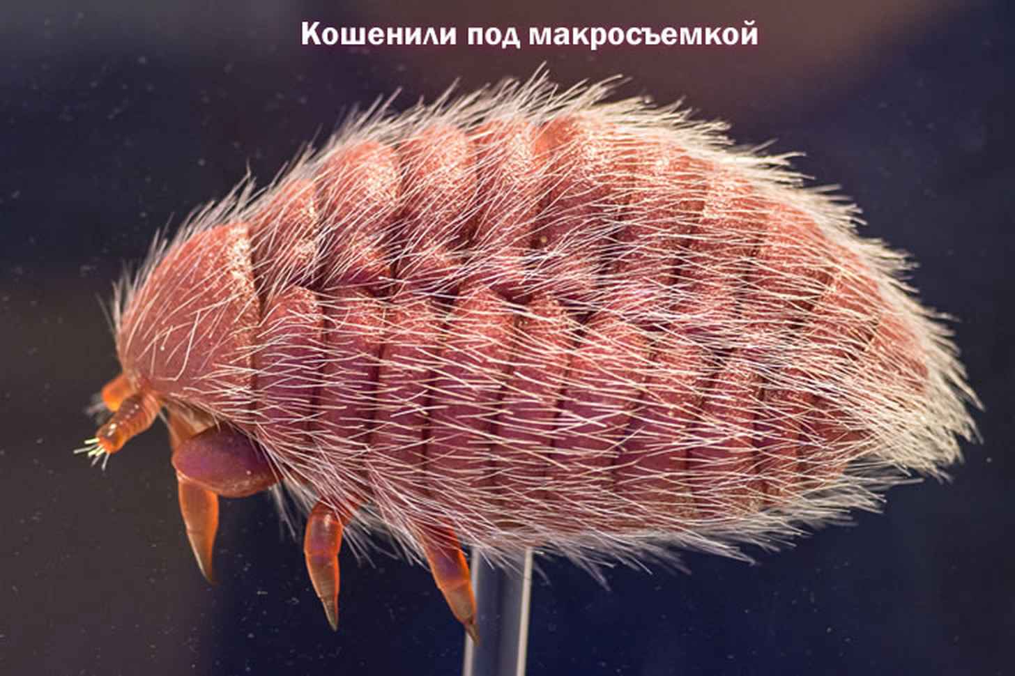Έντομα και λουλούδι Καμπάρι (Porphyrophora Hamelii)